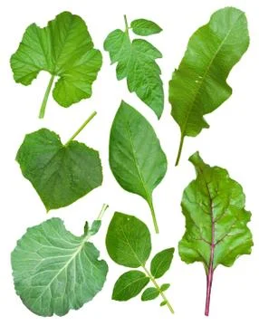 Set of leaf vegetables Stock Photos