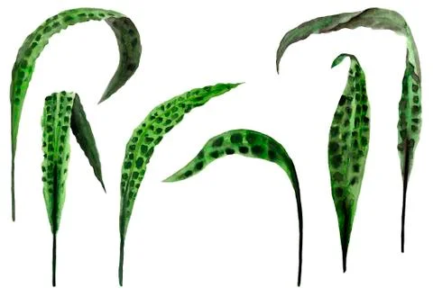 The set of leaves of algae Stock Illustration