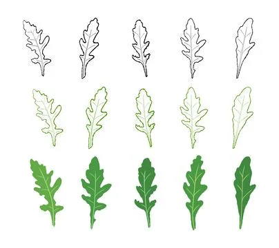 Set of leaves arugula. Vector painted. Illustration superfood on white backgroun Stock Illustration