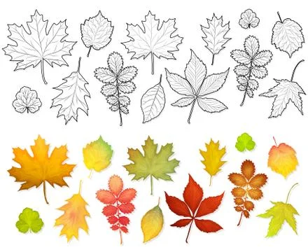 Set of leaves for colouring book vector Stock Illustration
