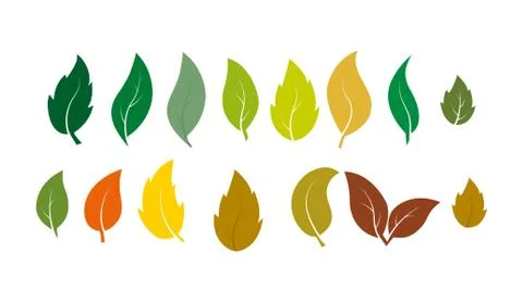 Set of leaves of different plants in summer and autumn colors. イラスト素材