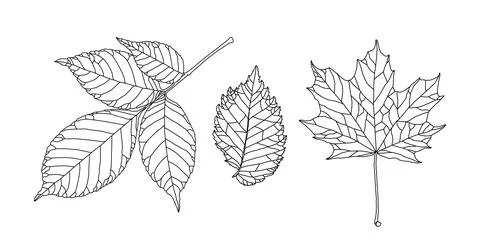 Set of leaves of different trees. Ash, maple, elm leaves in a veined line Stock Illustration