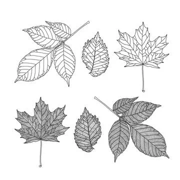 Set of leaves of different trees. Ash, maple, elm leaves in veined line graphic Stock Illustration