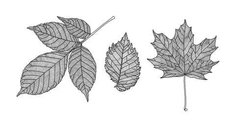Set of leaves of different trees. Ash, maple, elm leaves in a veined line Stock Illustration