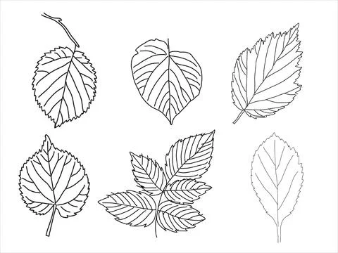 Set of leaves in the doodle style Stock Illustration
