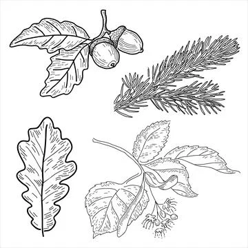 Set of leaves in the doodle style Stock Illustration