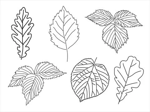 Set of leaves in the doodle style Stock Illustration