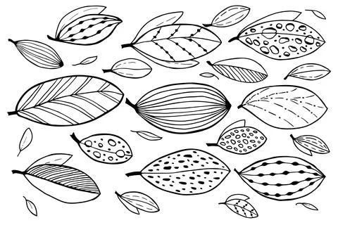 Set leaves in doodle style. Vector hand drawn black line design elements. Stock Illustration