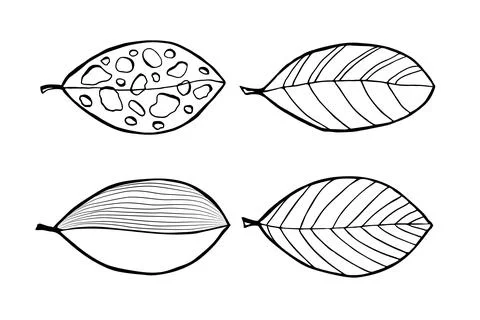 Set leaves in doodle style. Vector hand drawn black line design elements. Illustrazione stock