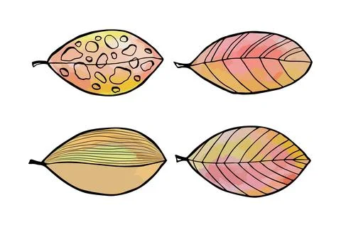 Set leaves in doodle style. Vector hand drawn line design elements. Stock Illustration