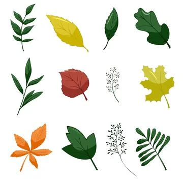 Set of leaves elements. Collection botanical vector isolated on white background Stock Illustration