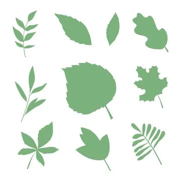 Set of leaves elements. Collection botanical vector isolated on white background Stock Illustration