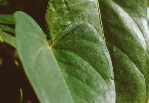 Set of leaves forming a beautiful pattern. Stock Photos