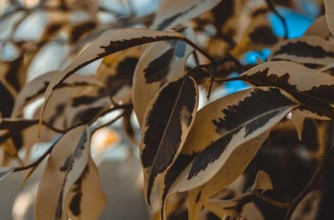 Set of leaves forming a beautiful pattern. Stock Photos