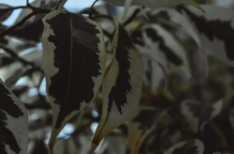 Set of leaves forming a beautiful pattern. Stock Photos