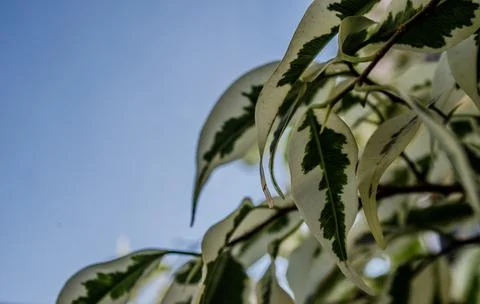 Set of leaves forming a beautiful pattern. Stock Photos