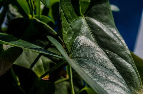 Set of leaves forming a beautiful pattern. Stock Photos