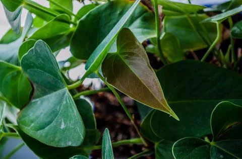 Set of leaves forming a beautiful pattern. Stock Photos
