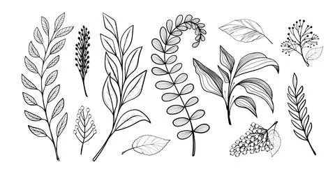Set of leaves, handmade linear drawing. Bunch of branches of different plants Stock Illustration
