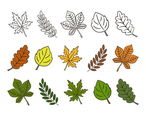 Set of leaves Stock Illustration