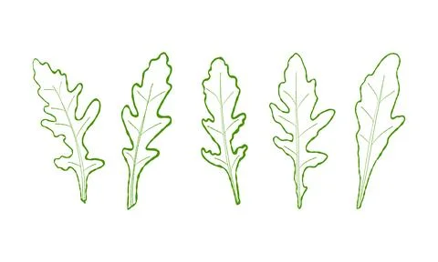 Set of leaves line arugula. Vector painted. Illustration superfood on white back Stock Illustration
