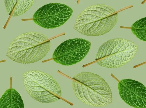 Set of leaves Stock Photos