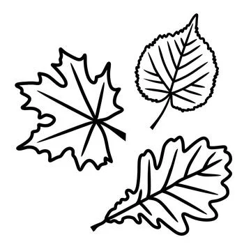 A set of leaves in a vector isolated on a white background in the doodle styl Stock Illustration