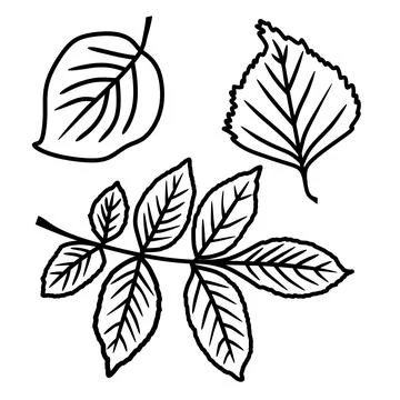 A set of leaves in a vector isolated on a white background in the doodle styl Stock Illustration
