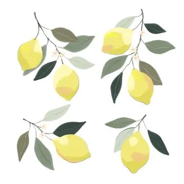 Set of lemon branches. Hand drawn tree branch with ripe lemons and leaves and Illustration