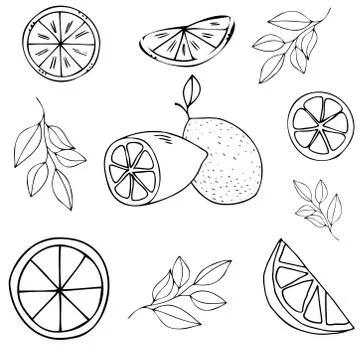 Set of lemon fruit element, vector doodle illustration of tropical fruits Stock Illustration