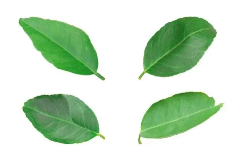 Set of lemon leaf isolated on white background. Stock Photos