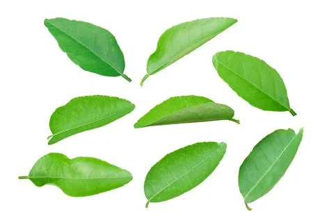 Set of lemon leaf isolated on white background. Stock Photos