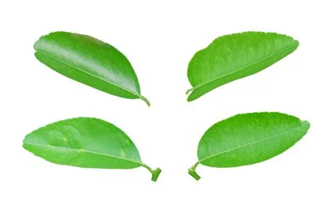 Set of lemon leaf isolated on white background. Stock Photos