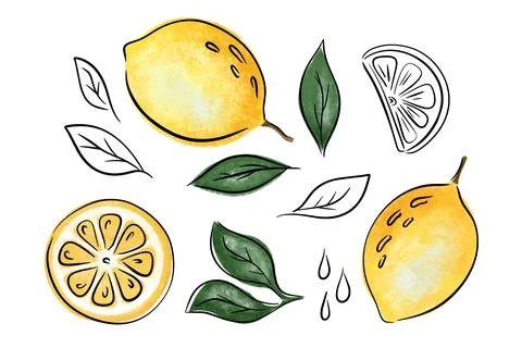 Set lemon slice and leaves, vector collection sketch and textured illustration Stock Illustration