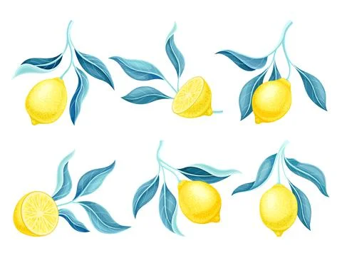 Set of lemon tree branches with ripe tropical fruits and green leaves vector Stock Illustration