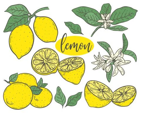 Set lemons sketch vector illustration Stock Illustration