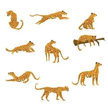 Set of leopards in various poses cute trend style, animal predator mammal Stock Illustration