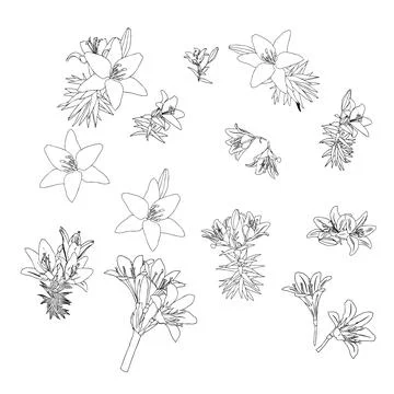 Set of lilies in doodle style. Vector illustration on white background. Stock Illustration