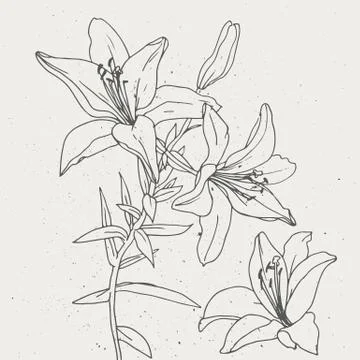 Set of lilies isolated on white background. Stock Illustration