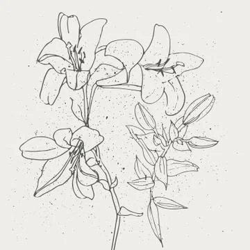 Set of lilies isolated on white background. Illustrazione stock