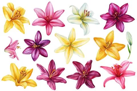 Set Lilies, Summer multi-colored flowers isolated on white background Stock Illustration