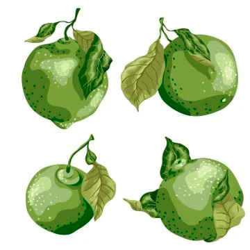 Set with Lime fruit of round shape with leaves on the branch. Sweet sort of l Stock Illustration