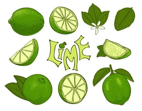 Set of lime vector symbols in sketch style Stock Illustration