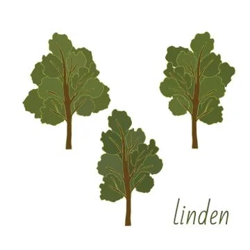 Set of Linden trees. Isolated elements. Leaves, flowers and buds of Linden Stock Illustration