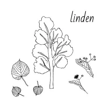 Set of Linden trees. Isolated elements. Leaves, flowers and buds of Linden Stock Illustration