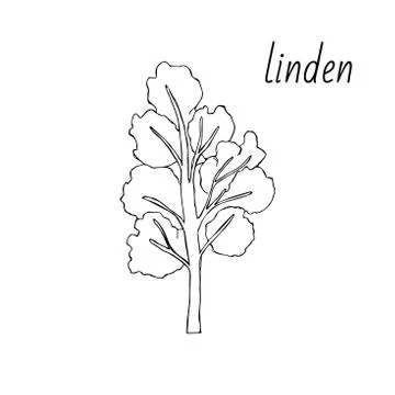 Set of Linden trees. Isolated elements. Leaves, flowers and buds of Linden. V Stock Illustration