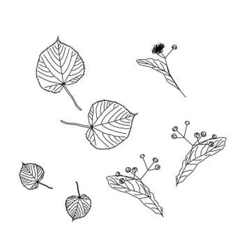 Set of Linden trees. Isolated elements. Leaves, flowers and buds of Linden. V Stock Illustration