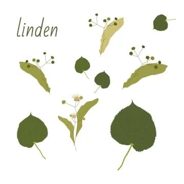 Set of Linden trees. Isolated elements. Leaves, flowers and buds of Linden. V Stock Illustration