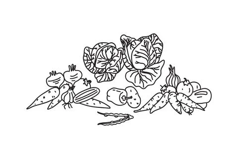Set Line art botanical different vegetables isolated on white background. H.. Stock Illustration