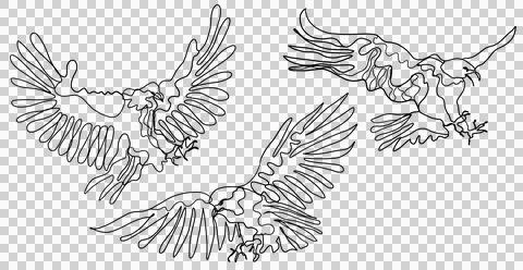 Set of Line Art Raptor Eagle Birds Drawing Stock Illustration